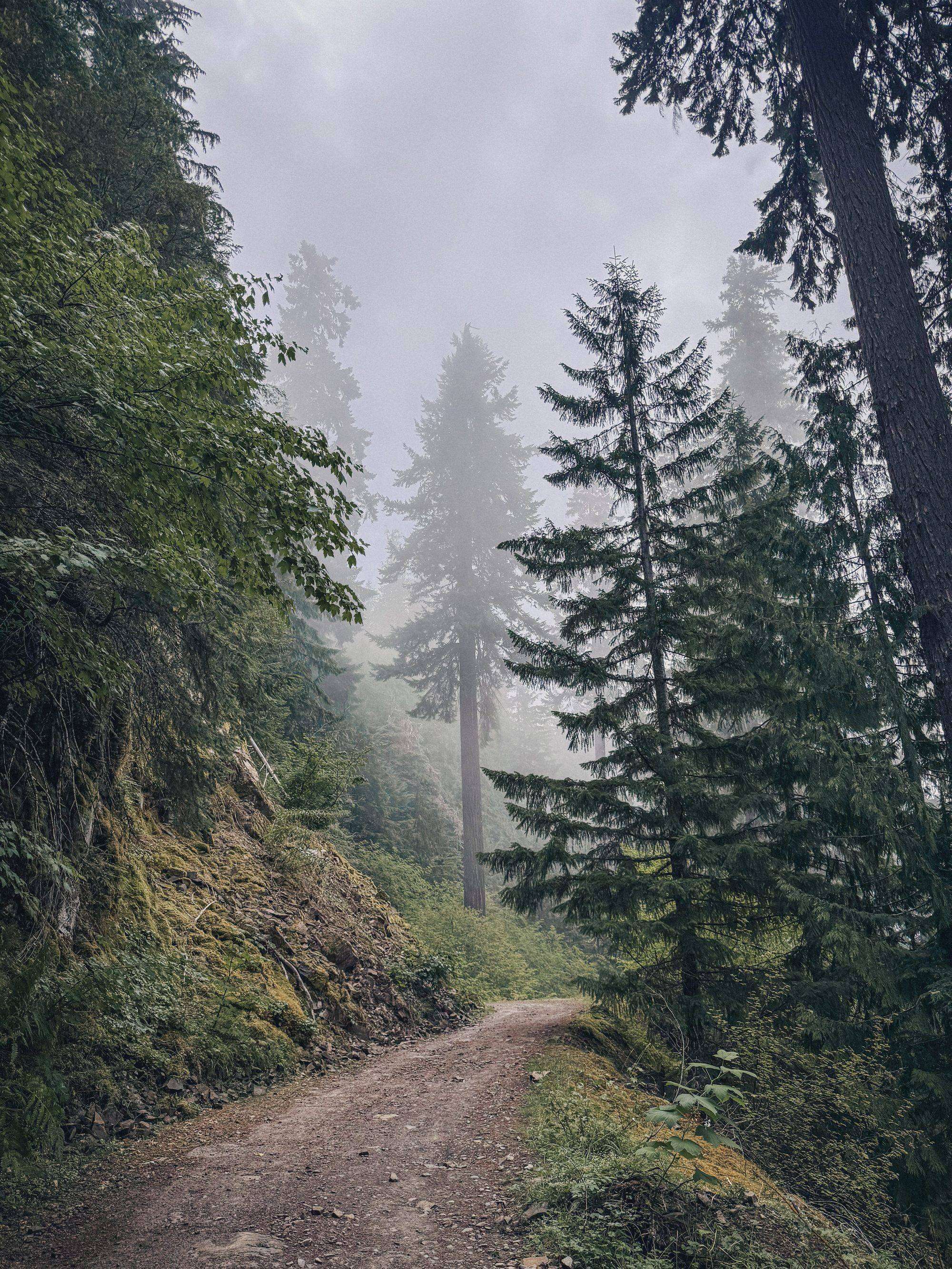 Mount Rainier & Olympic National Park