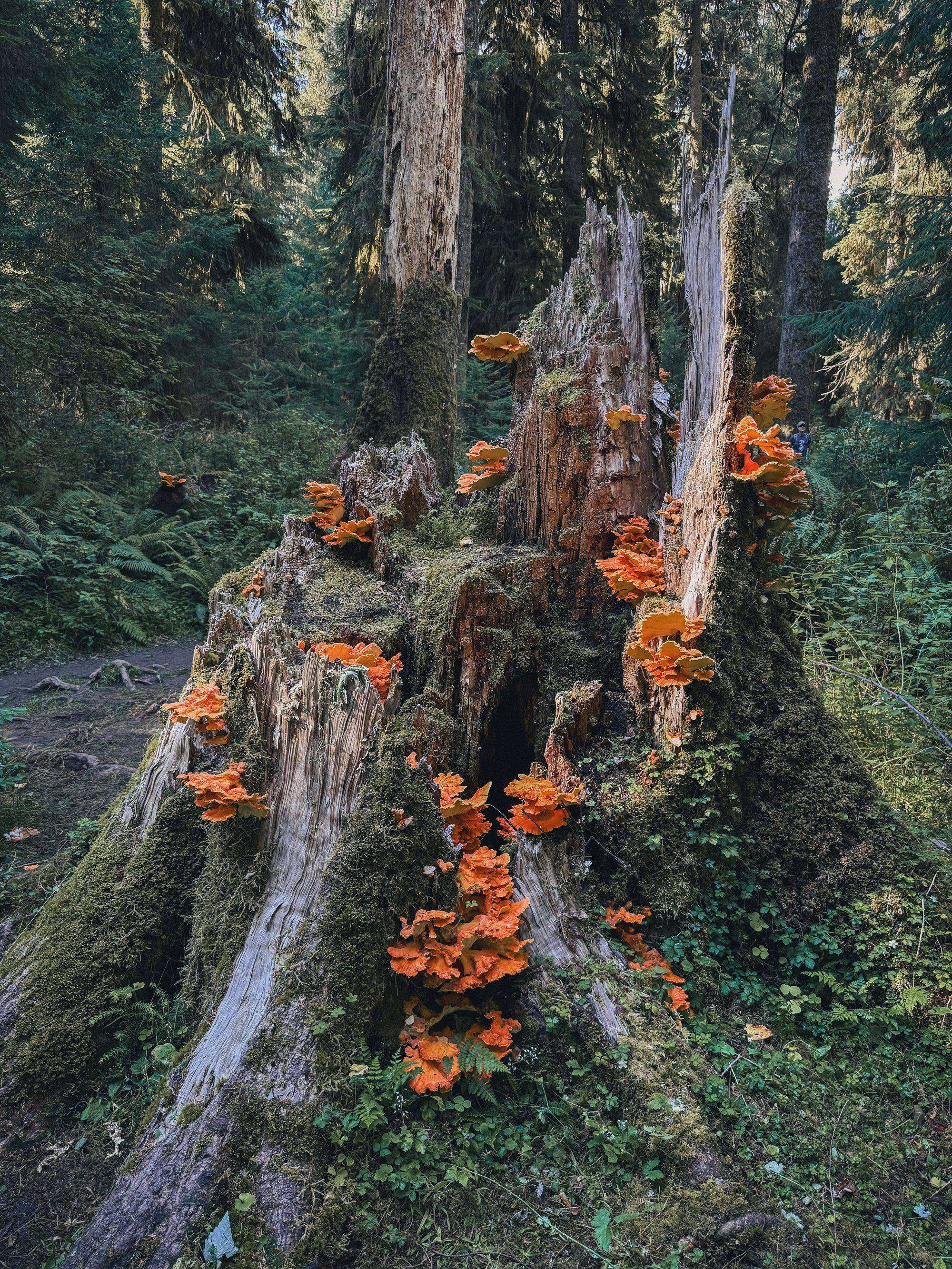 Mount Rainier & Olympic National Park