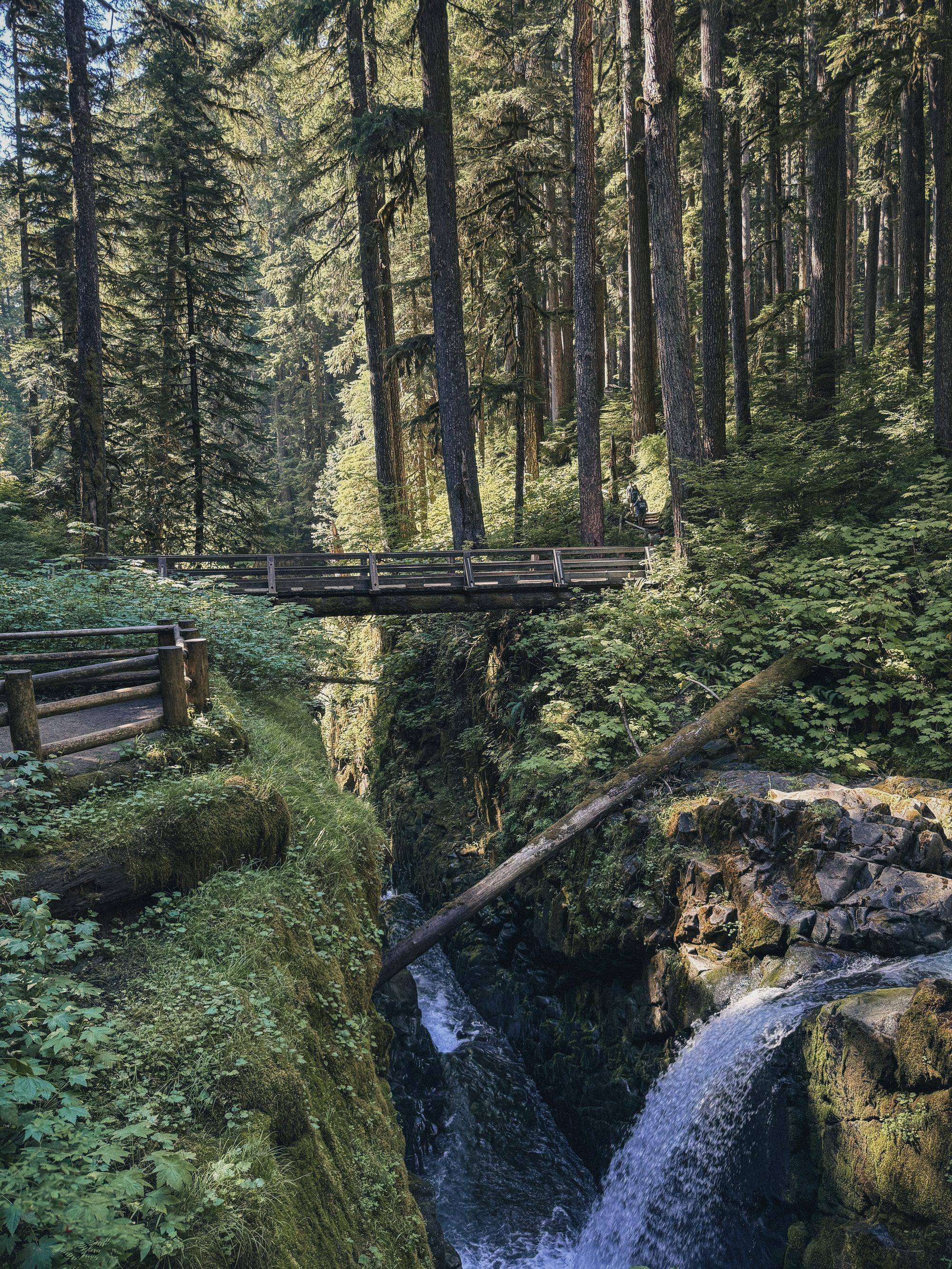 Mount Rainier & Olympic National Park